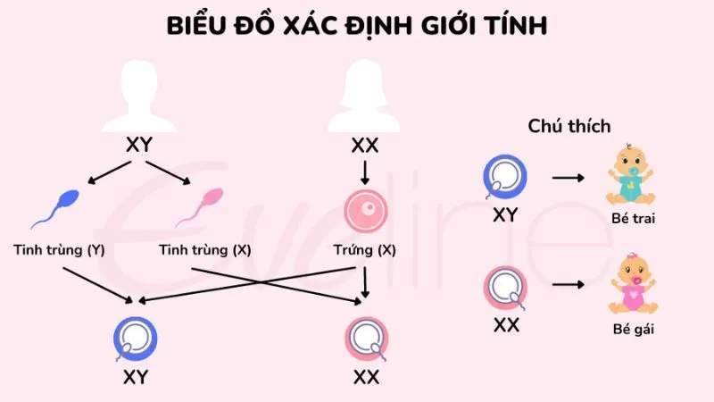 Các yếu tố ảnh hưởng đến tinh trùng X và Y