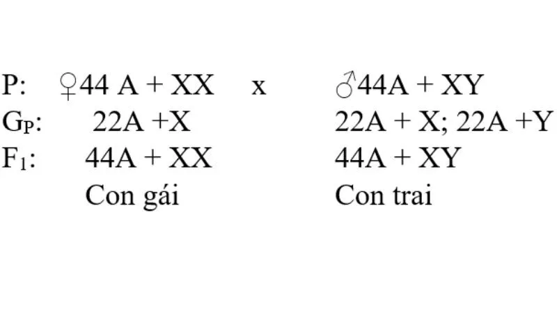 Cơ sở khoa học về nhiễm sắc thể giới tính ở người