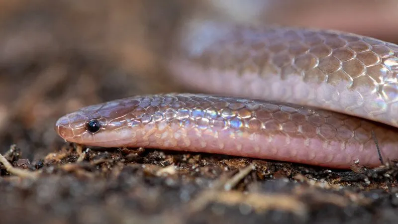 Rắn giun là gì? Rắn giun có độc không? 4 đặc điểm phân biệt rắn độc và rắn không độc