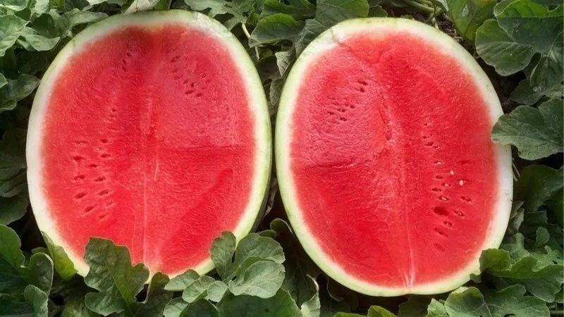 Mẹo chọn mua trái cây không hạt tươi ngon, chất lượng