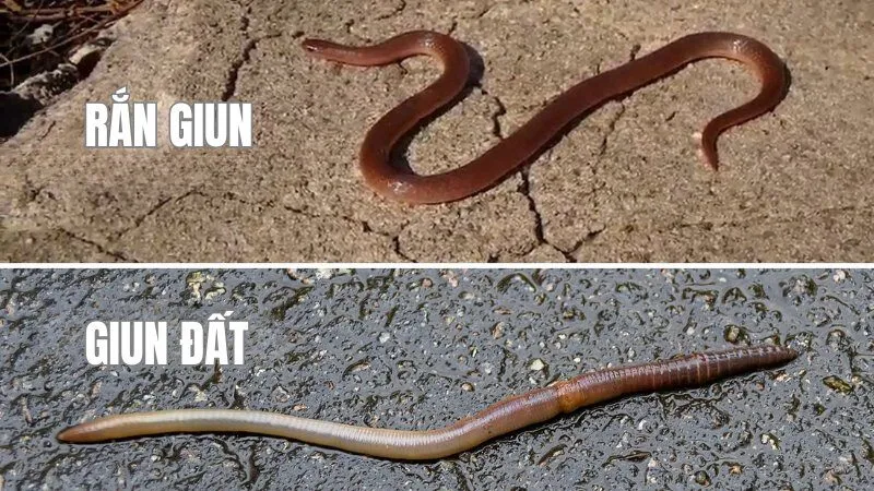 Phân biệt rắn giun với giun đất