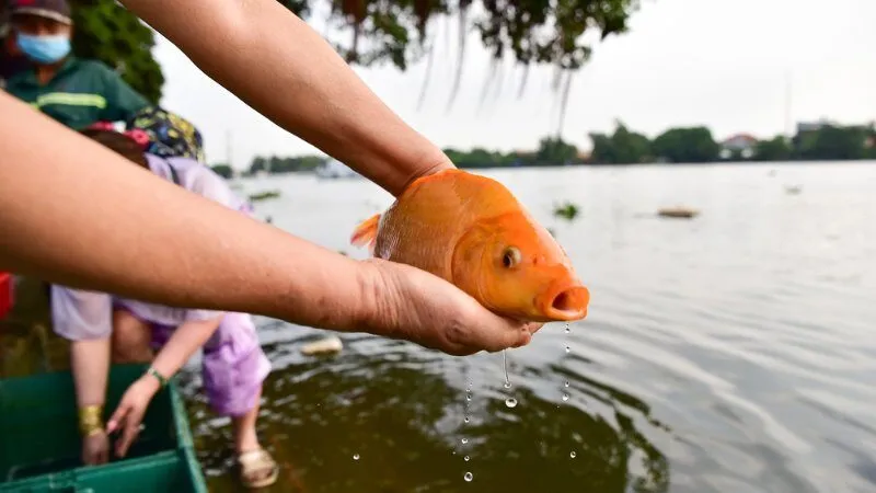 Quy trình thực hiện lễ cúng và cách thả cá phóng sinh