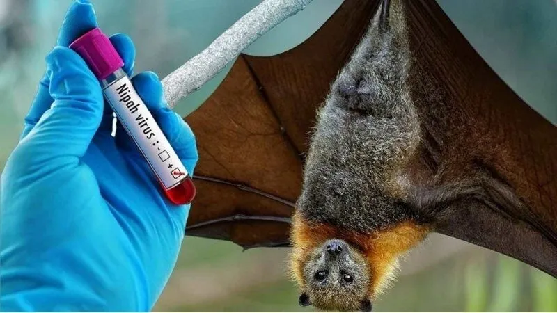 Virus Nipah là gì? Dấu hiệu, cách điều trị và phòng tránh lây nhiễm