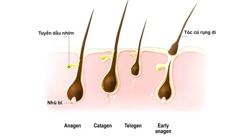 Các giai đoạn phát triển của sợi tóc
