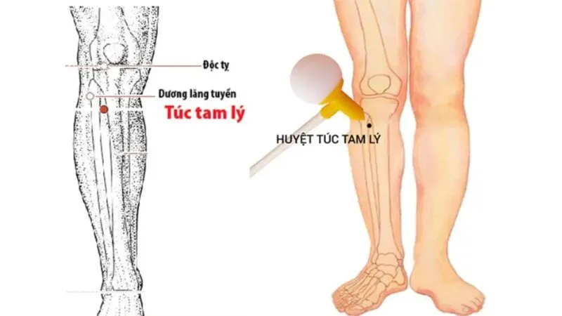 Huyệt Túc Tam Lý