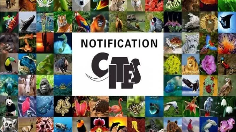 Thực thi công ước CITES
